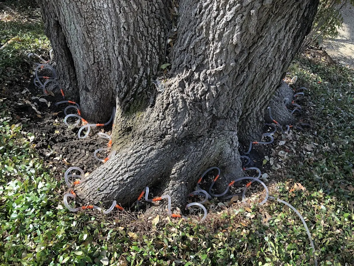 Detailed Shrub and Hedge Trimming job site in Buffalo Gap